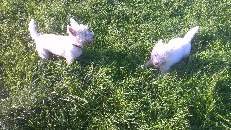 Westies out and about